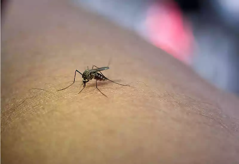 Dengue y nutricion