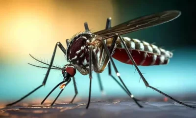 Nuevos casos de Dengue