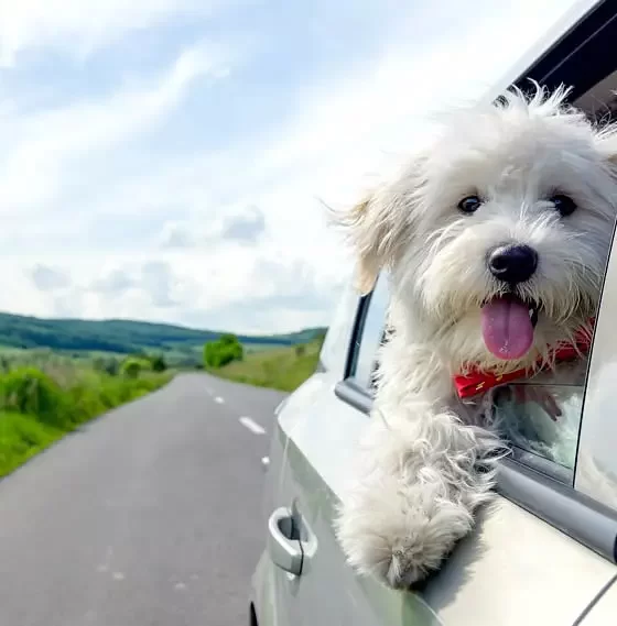 Claves para un viaje con mascotas inolvidable en 2025 36 Claves para un viaje con mascotas