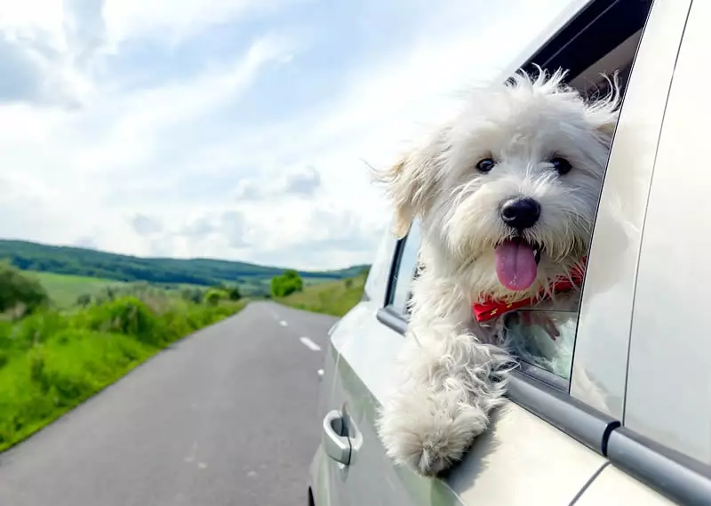 Claves para un viaje con mascotas inolvidable en 2025 35 Claves para un viaje con mascotas