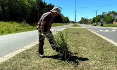 Avanza el Plan de Arbolado Urbano