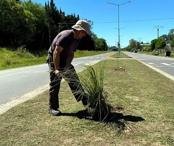 Avanza el Plan de Arbolado Urbano municipal con tareas de forestación 36 Avanza el Plan de Arbolado Urbano