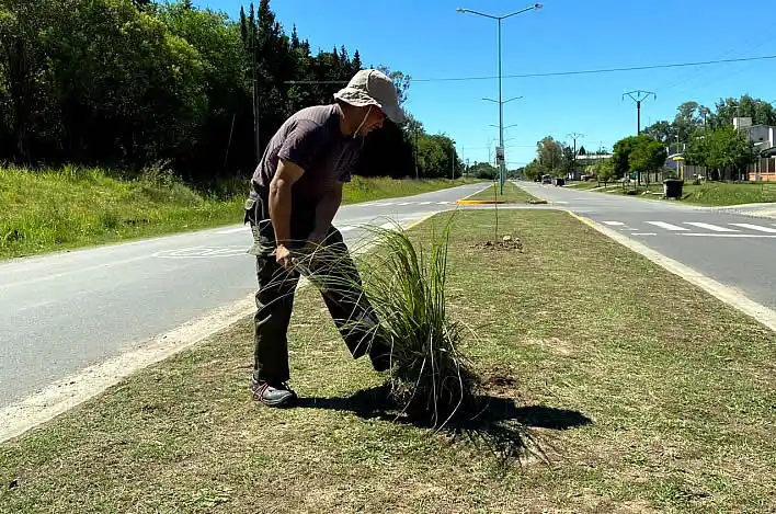 Avanza el Plan de Arbolado Urbano municipal con tareas de forestación 35 Avanza el Plan de Arbolado Urbano