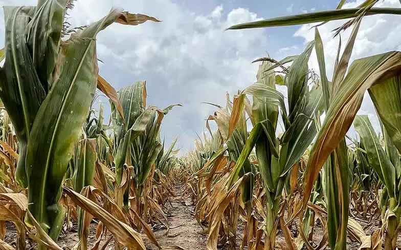 agro retenciones
