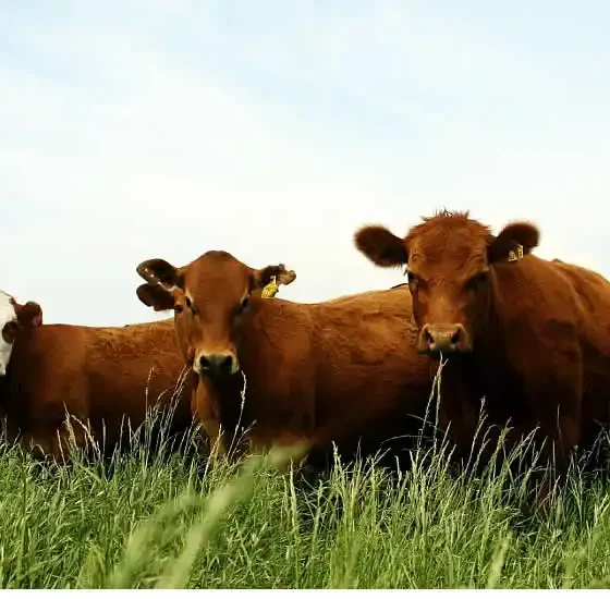 El Gobierno nacional modificó la vacunación contra la aftosa 32 Gobierno vacunación contra la aftosa