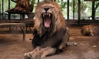 operativo sanitario en el ex Zoo Luján