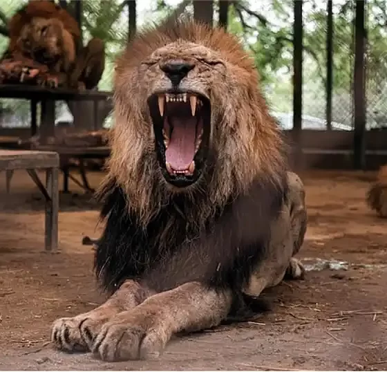 Nuevo operativo sanitario en el ex Zoo Luján 36 operativo sanitario en el ex Zoo Luján