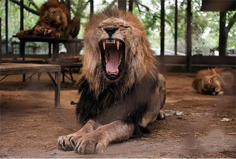 Nuevo operativo sanitario en el ex Zoo Luján 35 operativo sanitario en el ex Zoo Luján