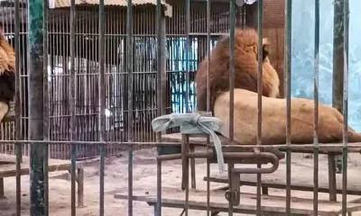 operativo sanitario en el ex Zoológico Luján