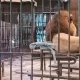 operativo sanitario en el ex Zoológico Luján