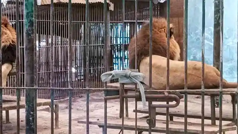Nuevo operativo sanitario en el ex Zoo Luján 37 operativo sanitario en el ex Zoo Luján