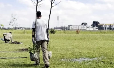 árboles a la plaza del Barrio Loreto