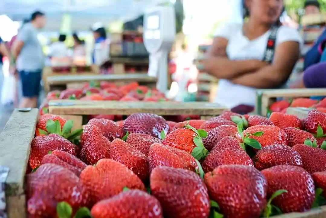 Rodríguez vive la 5ª Fiesta Municipal de la Frutilla 37 Fiesta municipal de la frutilla