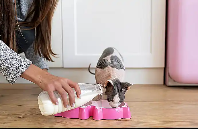Expertos advierten que dar leche a gatos adultos causa problemas digestivos 33 dar leche a gatos adultos