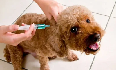 vacunación de mascotas