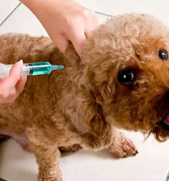 vacunación de mascotas