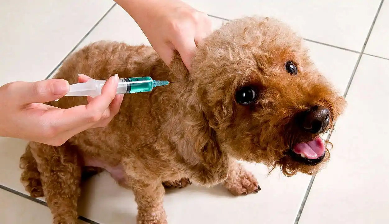 vacunación de mascotas