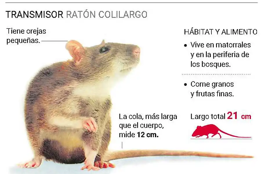 Alerta por hantavirus en Argentina: aumentan los contagios, crece la mortalidad 36 Alerta por hantavirus en Argentina