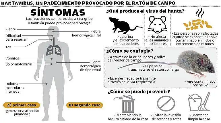 Alerta por hantavirus en Argentina: aumentan los contagios, crece la mortalidad 37 Alerta por hantavirus en Argentina