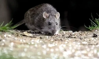 Alerta por hantavirus en Argentina