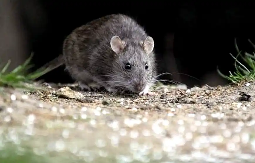 Alerta por hantavirus en Argentina