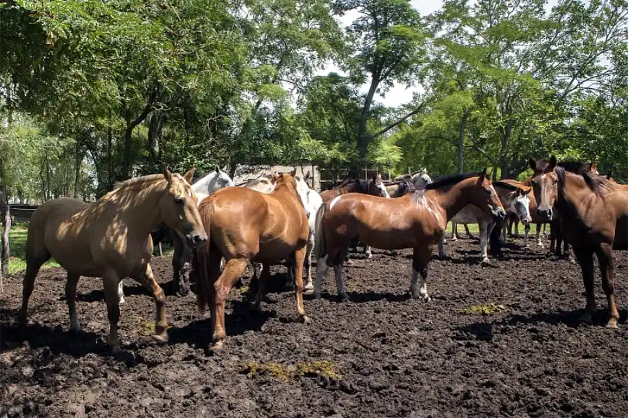 estrés térmico en equinos