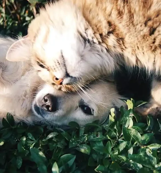 vacunación de mascotas enero