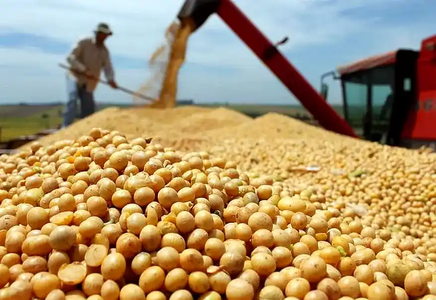 Las exportaciones agroindustriales crecieron 12% y alcanzaron un récord histórico en 2025 35 Cosecha de soja en el campo.