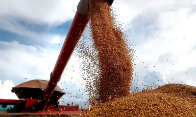 Granos para exportación siendo cosechados en campo