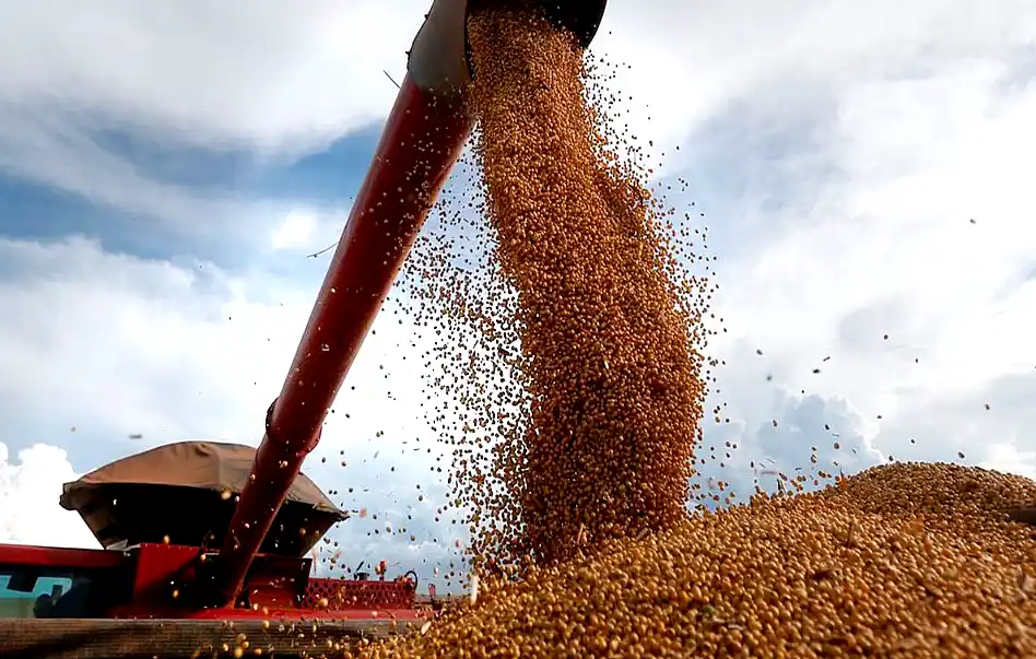 Granos para exportación siendo cosechados en campo
