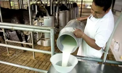 La producción láctea bonaerense creció 8%