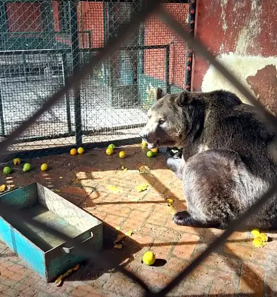 Zoo lujan