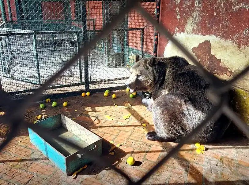Zoo lujan
