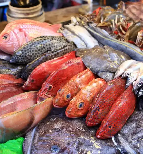 Cómo elegir pescado fresco SENASA