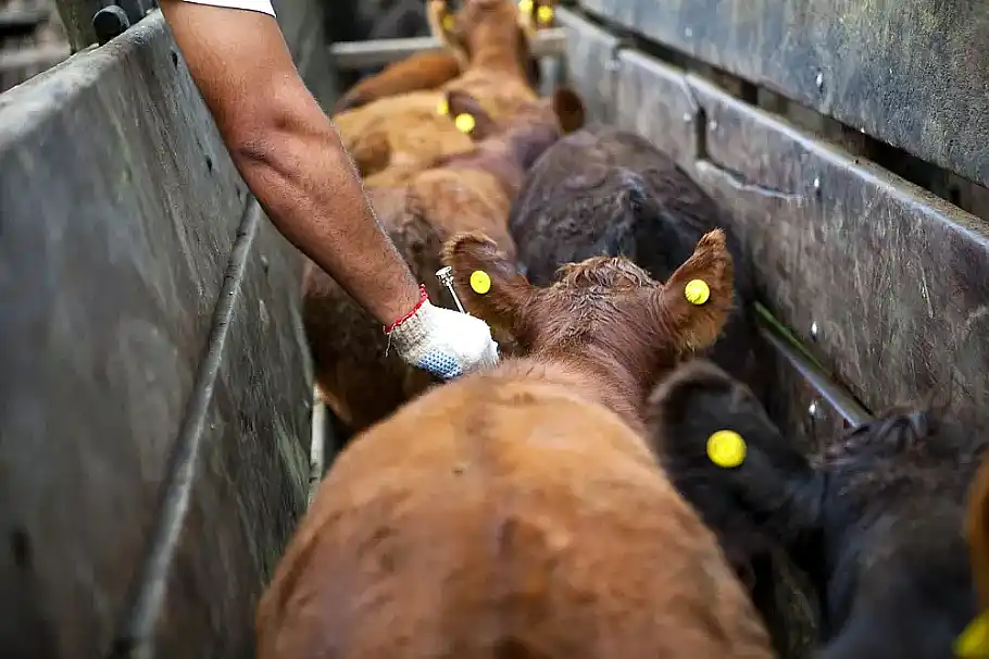Fiebre aftosa: el Gobierno cambia el sistema de vacunación del ganado 31 Fiebre aftosa