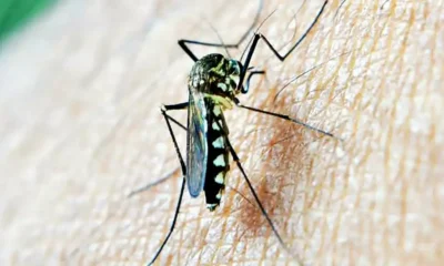 chikungunya