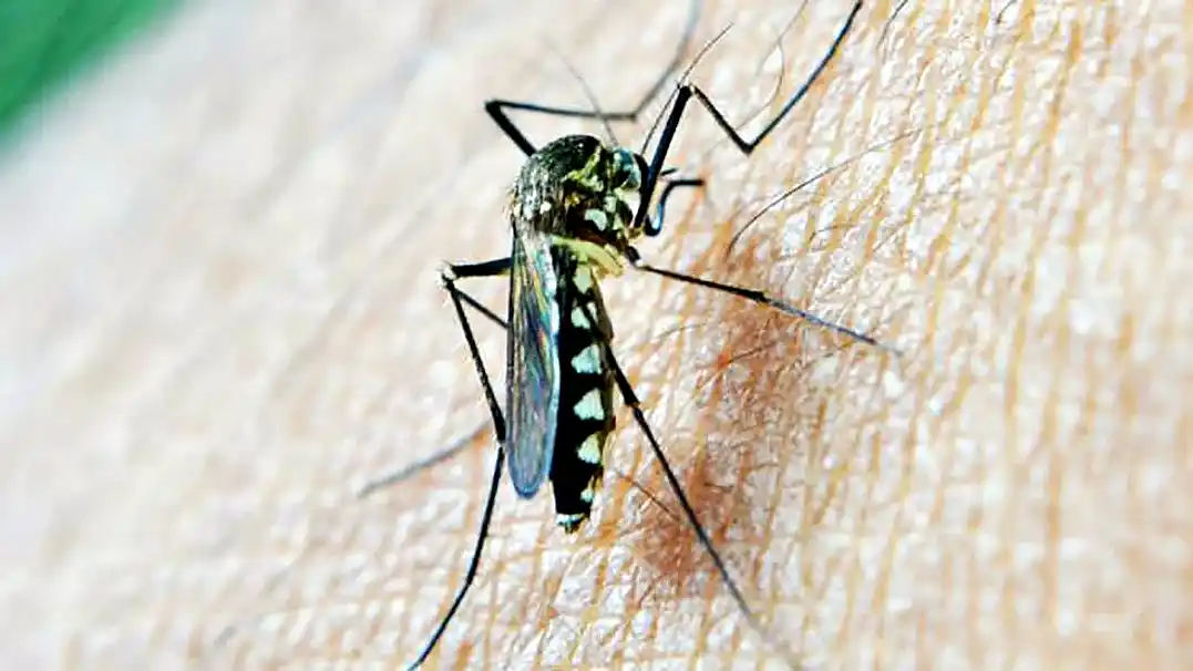 chikungunya