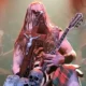 Zakk Wylde regresa a Argentina