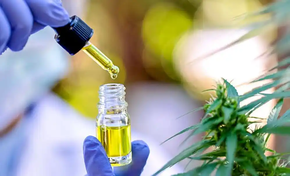 Nuevo consejo sobre Cannabis Terapéutico