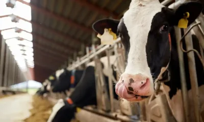 Producción récord de leche