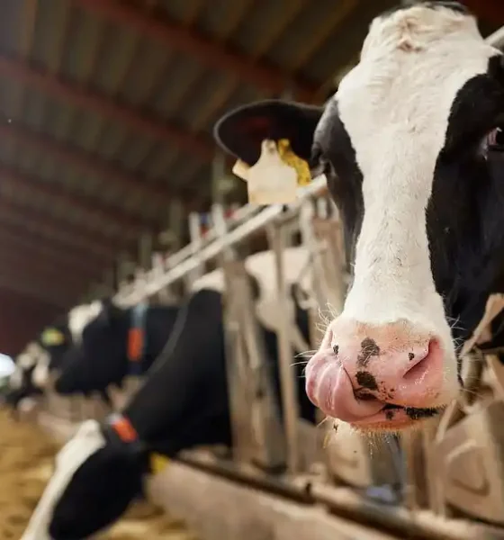 Producción récord de leche