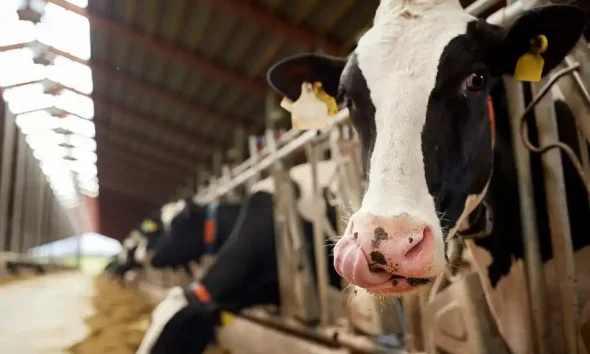 Producción récord de leche