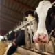 Producción récord de leche