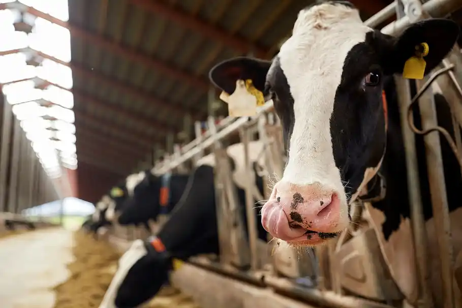 Producción récord de leche