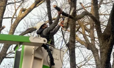 residuos verdes