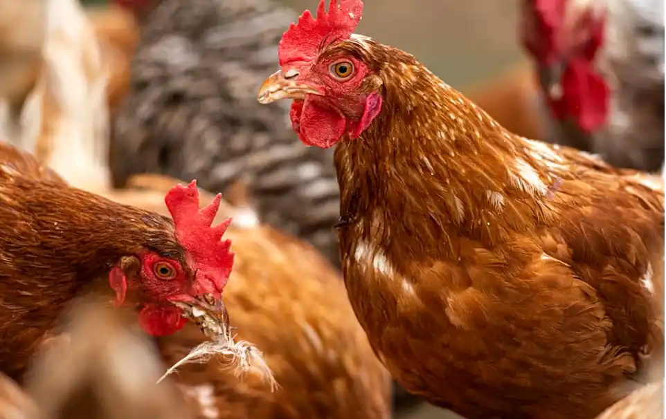 Avicultura: el SENASA refuerza la vigilancia para prevenir la influenza aviar 36 El SENASA refuerza la vigilancia en avicultura