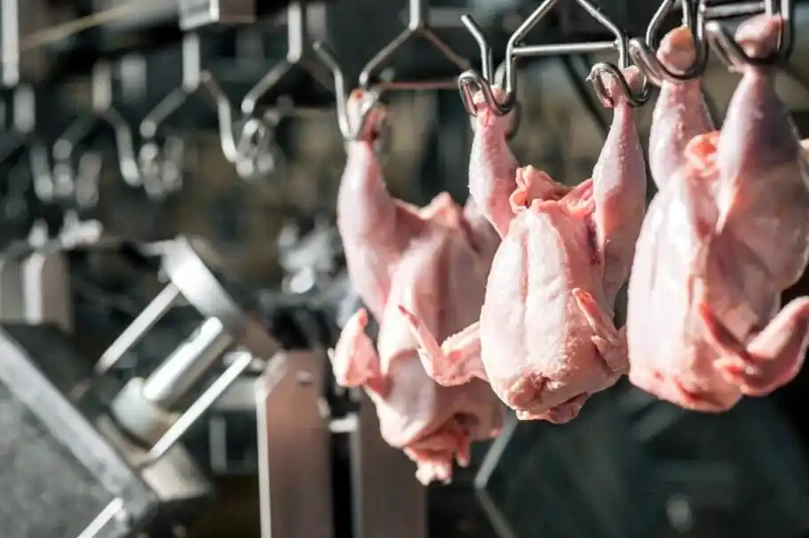 Avicultura: el SENASA refuerza la vigilancia para prevenir la influenza aviar 37 El SENASA refuerza la vigilancia en avicultura