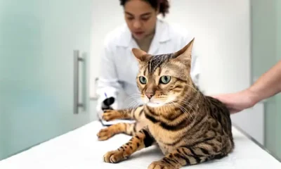 Rabia en animales