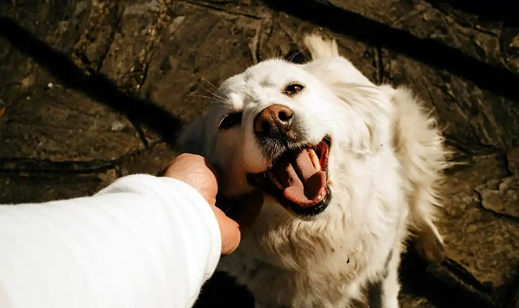 Qué cambió en el cuidado de los perros y cómo acompañarlos mejor 34 perro
