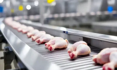 El SENASA refuerza la vigilancia en avicultura